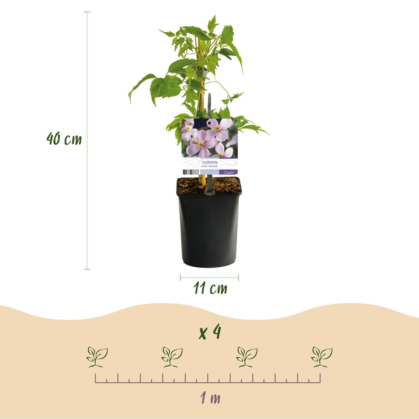 Green boutiQ - Klimplanten Rainbow - Clematis montana Rubens  Hedera helix lonicera Goldflame Campsis madame Galen   - Jaarrond kleur - 4 planten - Pot 11cm Hoogte 40cm