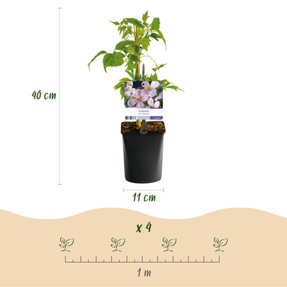 Green boutiQ - Klimplanten Rainbow - Clematis montana Rubens  Hedera helix lonicera Goldflame Campsis madame Galen   - Jaarrond kleur - 4 planten - Pot 11cm Hoogte 40cm