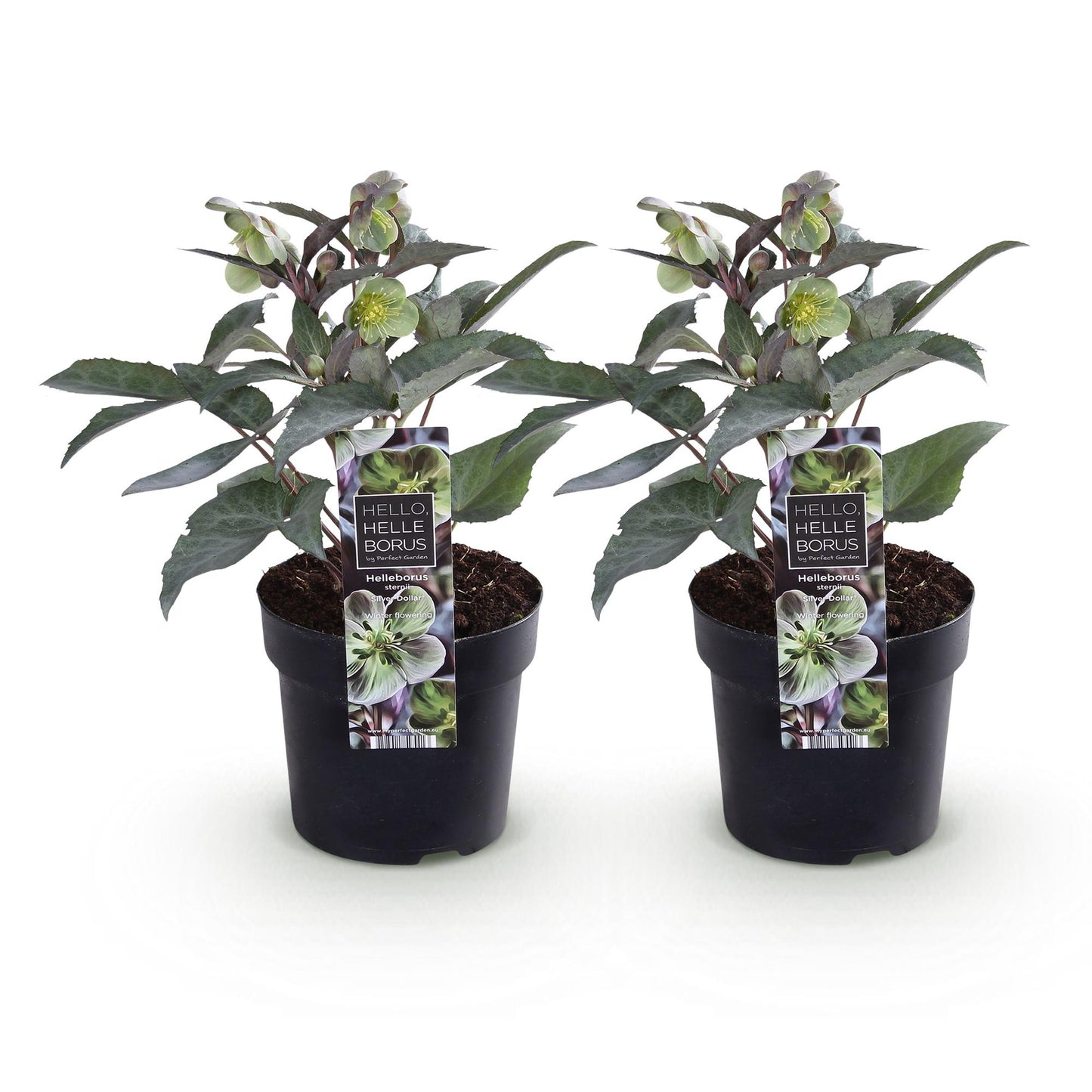 Green boutiQ - Tuinplant - Lenten Rose - Helleborus sternii Silver Dollar - Groene  Bloem -2 Planten- Groenblijvend - Pot 14cm Hoogte 35cm