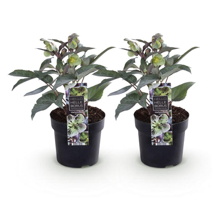 Green boutiQ - Tuinplant - Lenten Rose - Helleborus sternii Silver Dollar - Groene  Bloem -2 Planten- Groenblijvend - Pot 14cm Hoogte 35cm