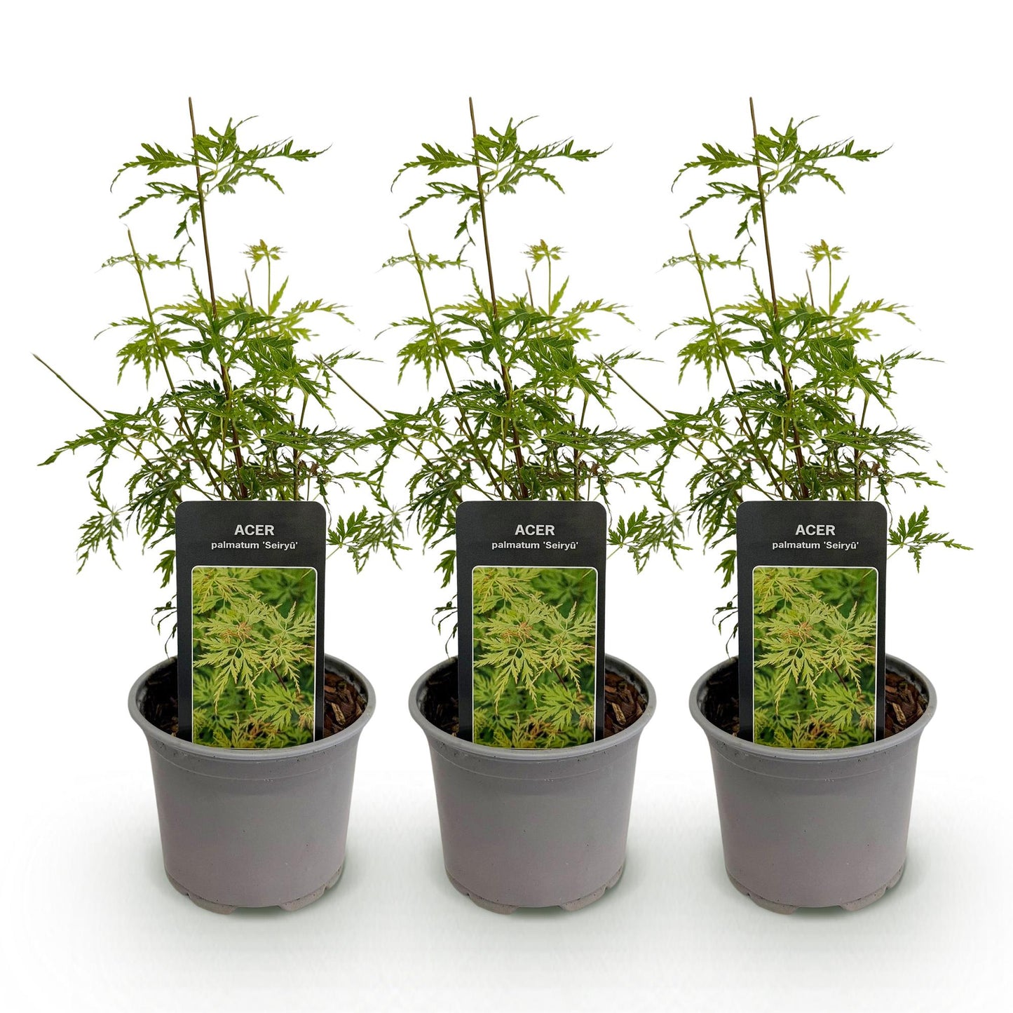 Green boutiQ - Tuinplant - Acer palmatum Seiryu - Groen 3 Planten - Bladverliezend - Weinig Onderhoud  - Pot 12cm Hoogte 35cm