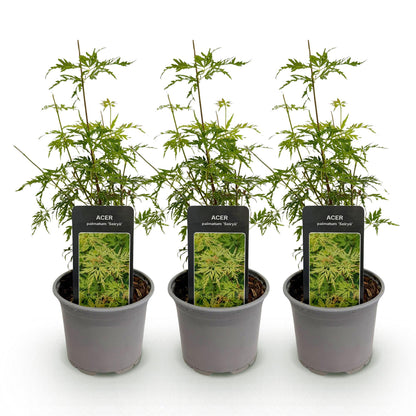 Green boutiQ - Tuinplant - Acer palmatum Seiryu - Groen 3 Planten - Bladverliezend - Weinig Onderhoud  - Pot 12cm Hoogte 35cm