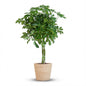 Schefflera Arab Nora met Mand Zeegras naturel  - 70cm - Ø21