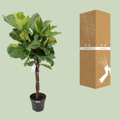 Ficus Lyrata - Ø27cm - ↕130cm