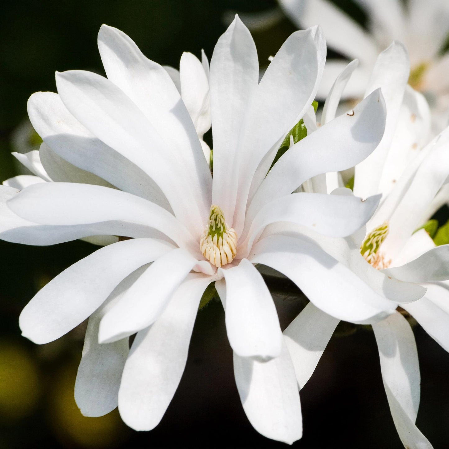 Green boutiQ - Tuinplant - Magnolia stellata Royal Star - Bloem Wit - 3 Planten - Bladverliezend - Weinig Onderhoud - Pot 12cm Hoogte 30cm