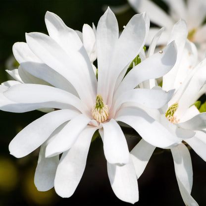 Green boutiQ - Tuinplant - Magnolia stellata Royal Star - Bloem Wit - 3 Planten - Bladverliezend - Weinig Onderhoud - Pot 12cm Hoogte 30cm