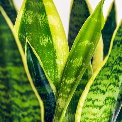 Green BoutiQ - Green is... Kamerplanten - Sansevieria Laurentii - Vrouwentong - Weinig onderhoud - met mand - Groen - 1 Plant - Pot 17cm - Hoogte 60-70cm