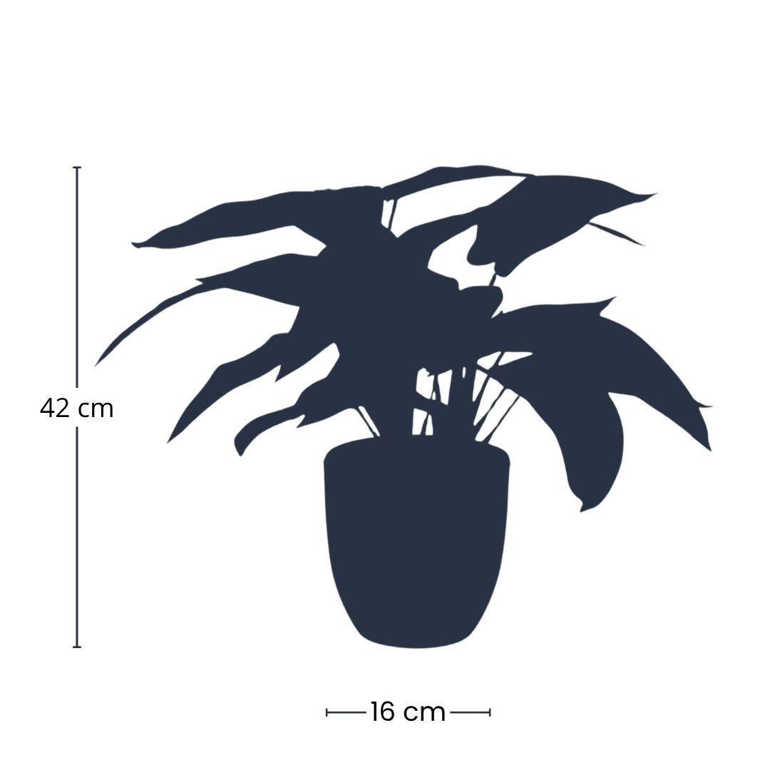 Calathea Zebrina in zwarte pot - 42 cm hoog - Kunstplant - ARTIFICIAL
