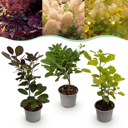 Green boutiQ - Tuinplant - Cotinus coggyria Tricolour - Paars-Groen-Geel - 3 Planten - Bladverliezend - Weinig Onderhoud - Pot 12cm Hoogte 35cm