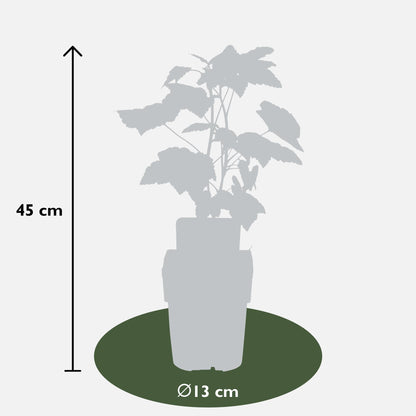 Ribes nigrum 'Ben Nevis' - Zwarte bes - Ø13cm - ↕45cm