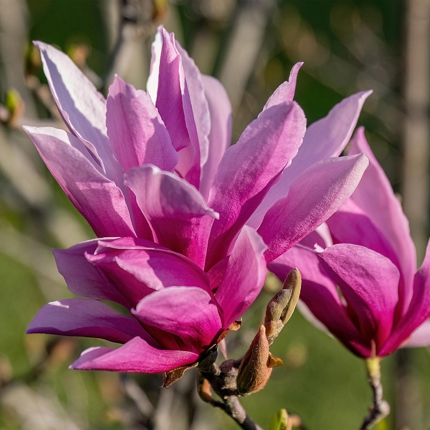 Green boutiQ - Tuinplant - Magnolia liliiflora Nigra - Bloem Paars - 3 Planten - Bladverliezend - Weinig Onderhoud - Pot 12cm Hoogte 30cm