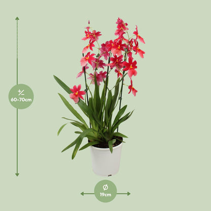 Orchidee: Cambria Nelly Isler - Ø19cm - ↕70cm