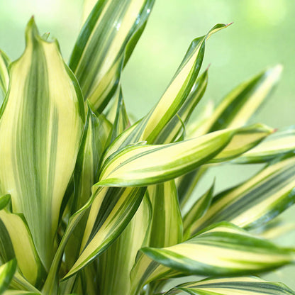 Green BoutiQ - Green is... Kamerplanten - Dracaena fragrans Diamond Dream - Drakenbloedboom - Weinig onderhoud - met mand - Groen - 1 Plant - Pot 17cm - Hoogte 50-55cm