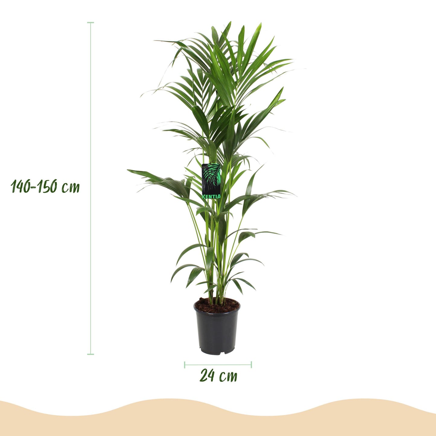 Green boutiQ - Kamerplant - Howea Forsteriana - Kentia Palm - Weinig Onderhoud - Groen - 1 plant - Pot 24cm - Hoogte 140-150cm
