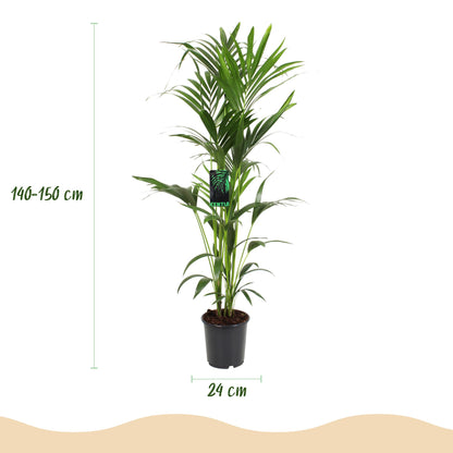 Green boutiQ - Kamerplant - Howea Forsteriana - Kentia Palm - Weinig Onderhoud - Groen - 1 plant - Pot 24cm - Hoogte 140-150cm