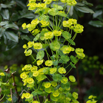 12x Euphorbia amygdal. robbiae - ↕10-25cm - Ø9cm