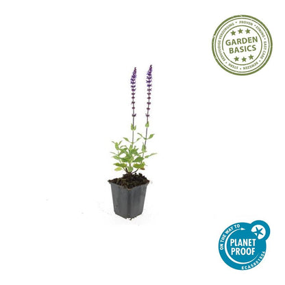 6x Salvia nem. 'Caradonna' - ↕10-25cm - Ø9cm