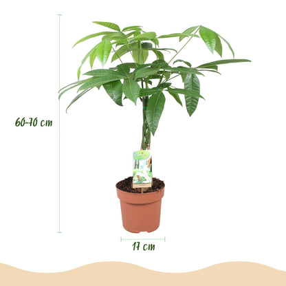 Green BoutiQ - Green is... Kamerplanten - Pachira Aquatica gevlochten stam - Geldboom - Weinig onderhoud - Groen - 2 Planten - Pot 17cm - Hoogte 60-70cm