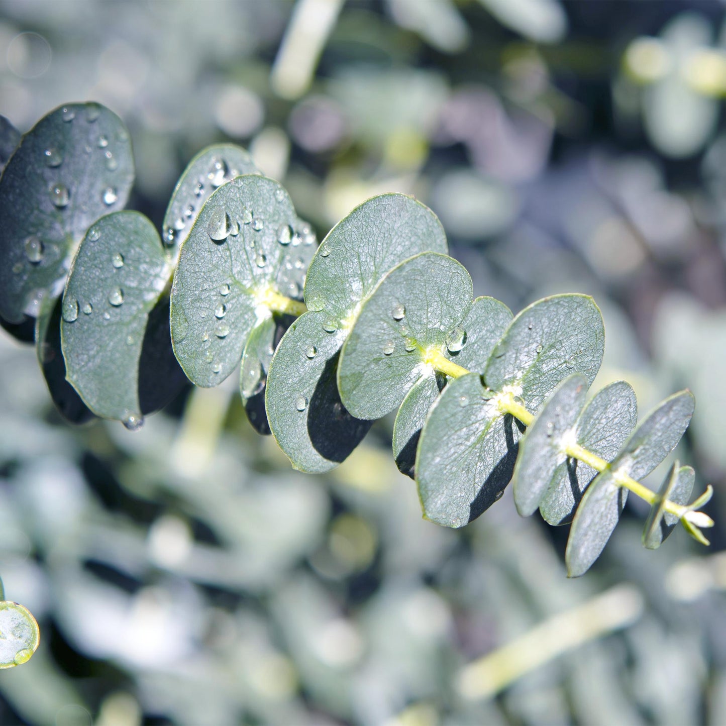 Green boutiQ - Terrasplant - Eucalyptus boom - Eucalyptus gunni  - Grijs - 4 Planten - Winterhard - Pot 17cm Hoogte 40cm