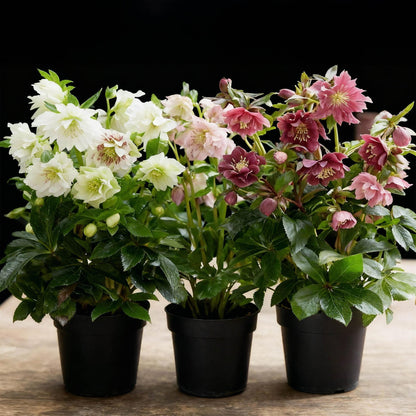 Green boutiQ - Tuinplant - Lenten Rose - Helleborus orientalis Double Tricolour - Roze - Rode - Witte Bloem -3 Planten - Groenblijvend - Pot 14cm Hoogte 35cm
