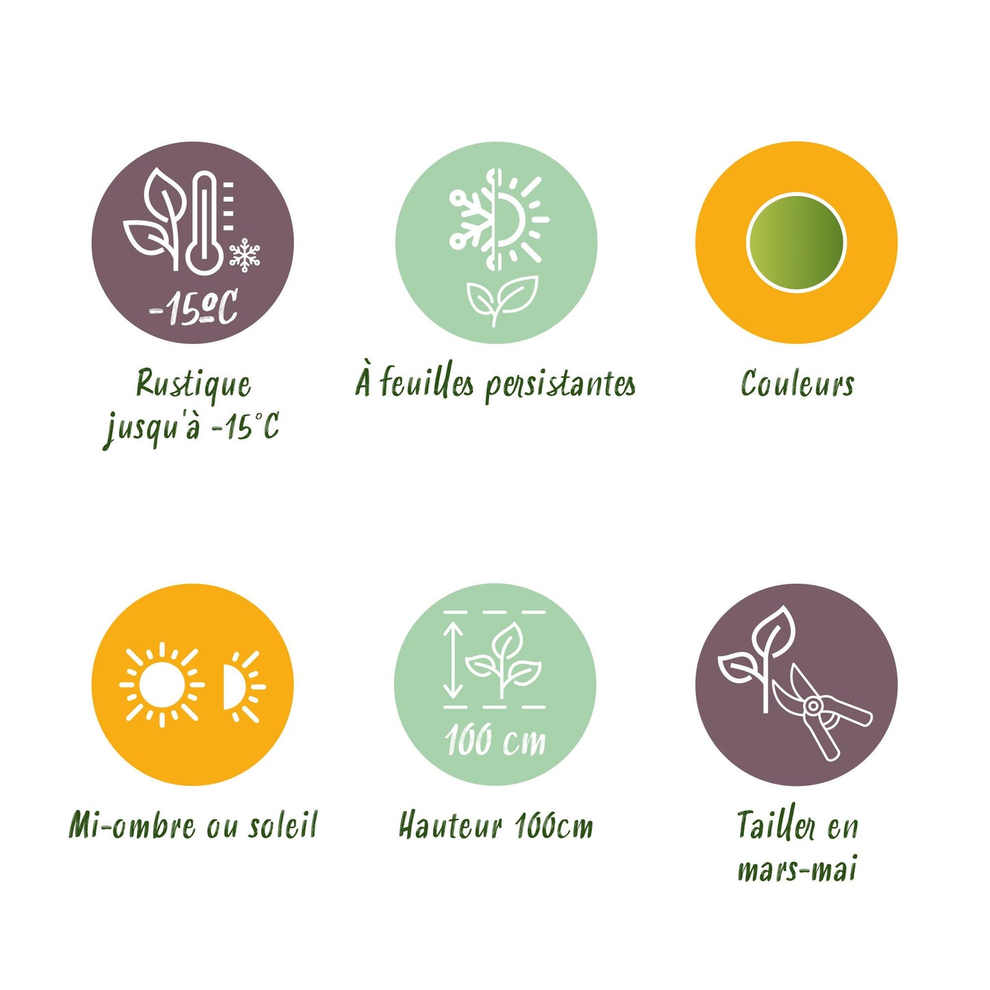 Green boutiQ - Tuinplant - Nandina Lemon & Lime - Geel - 1 Plant - Groenblijvend - Weinig Onderhoud - Pot 17cm Hoogte 45cm