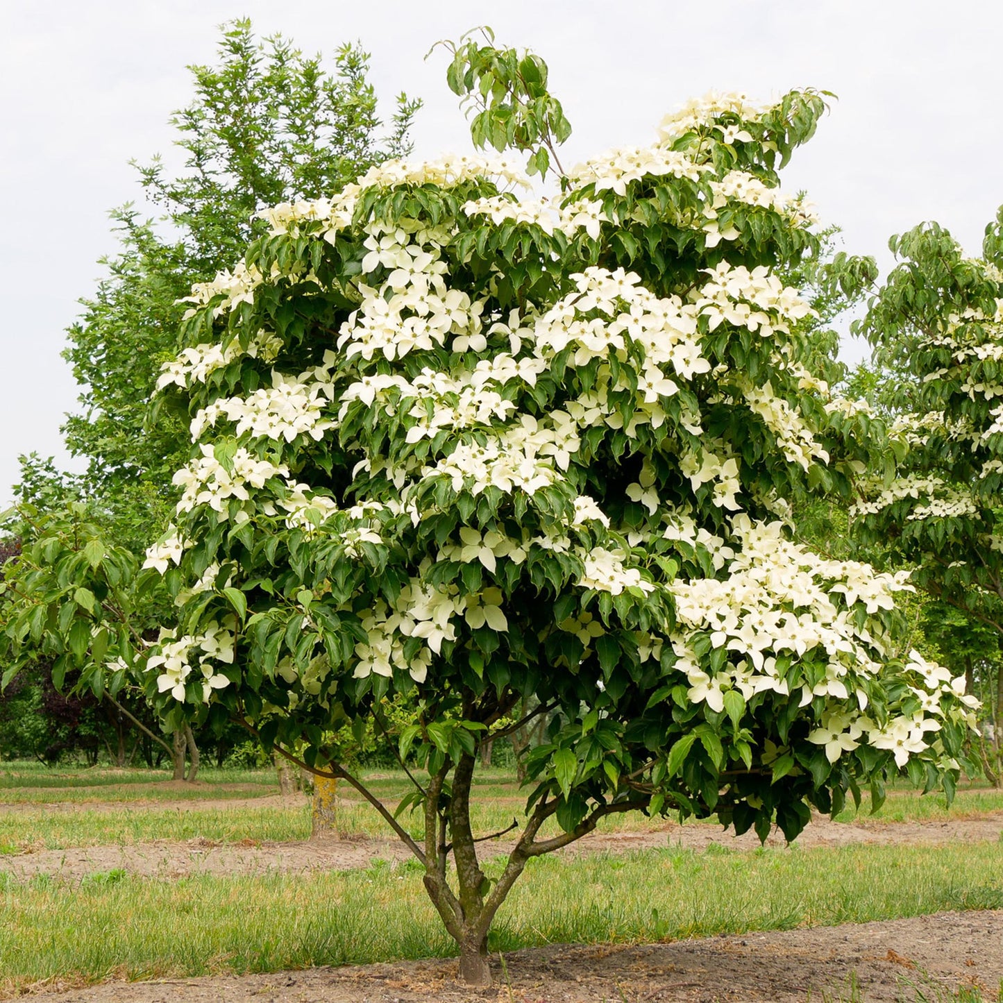 Green boutiQ - Tuinplant - Cornus kousa chinensis - Bloem Wit - 1 Plant - Bladverliezend - Weinig Onderhoud - Pot 12cm Hoogte 35cm