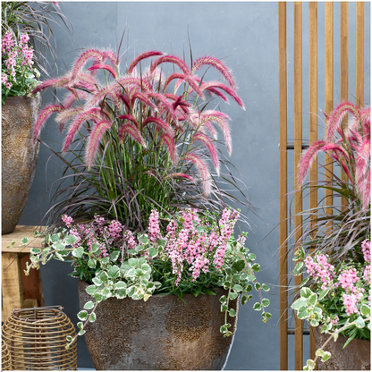 2 x Pennisetum 'Tiny Tails' -  Ø19 cm -  ↨ 40-50 cm