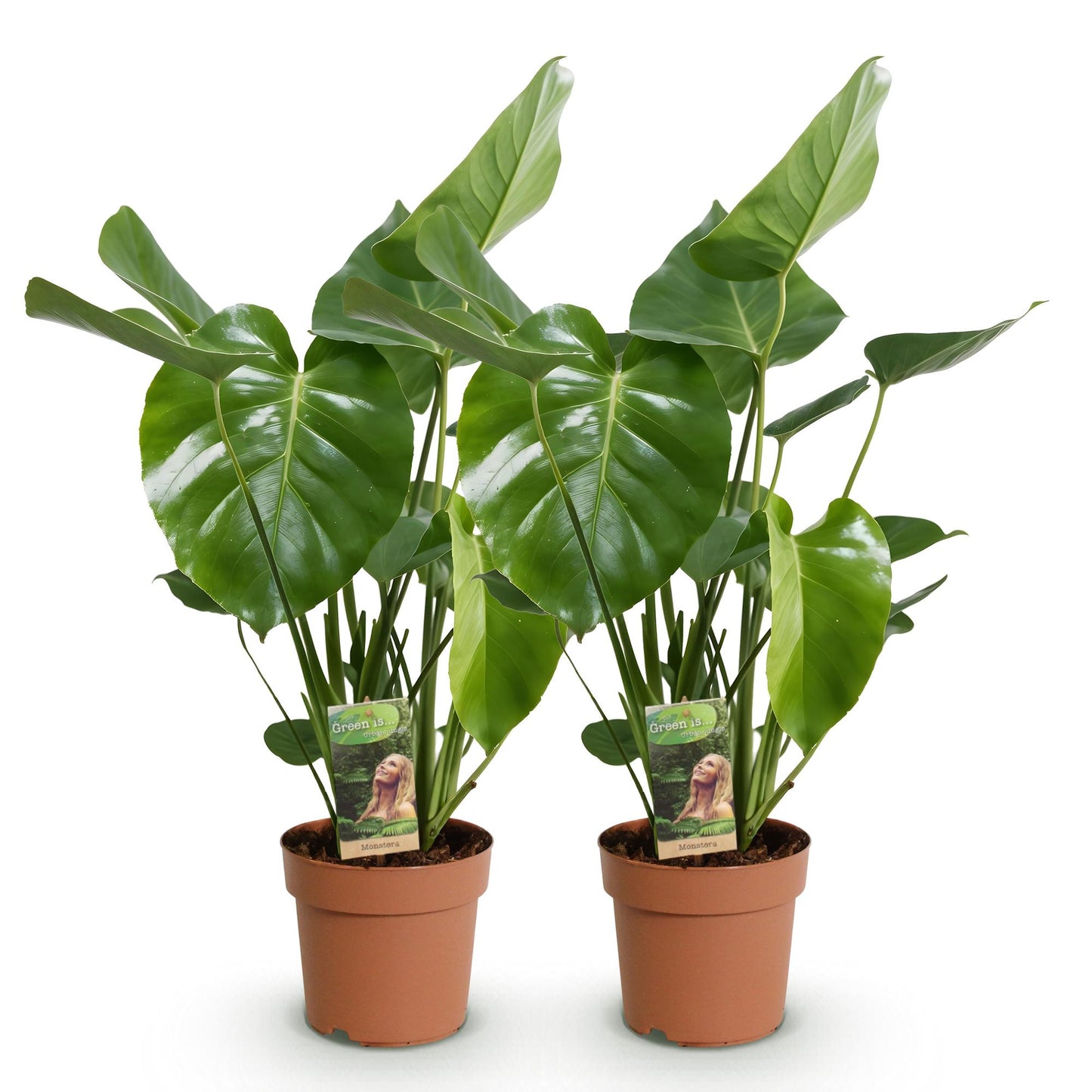 Green BoutiQ - Green is... Kamerplanten - Monstera Deliciosa - Gatenplant - Weinig onderhoud - Groen - 2 Planten - Pot 17cm - Hoogte 50-55cm