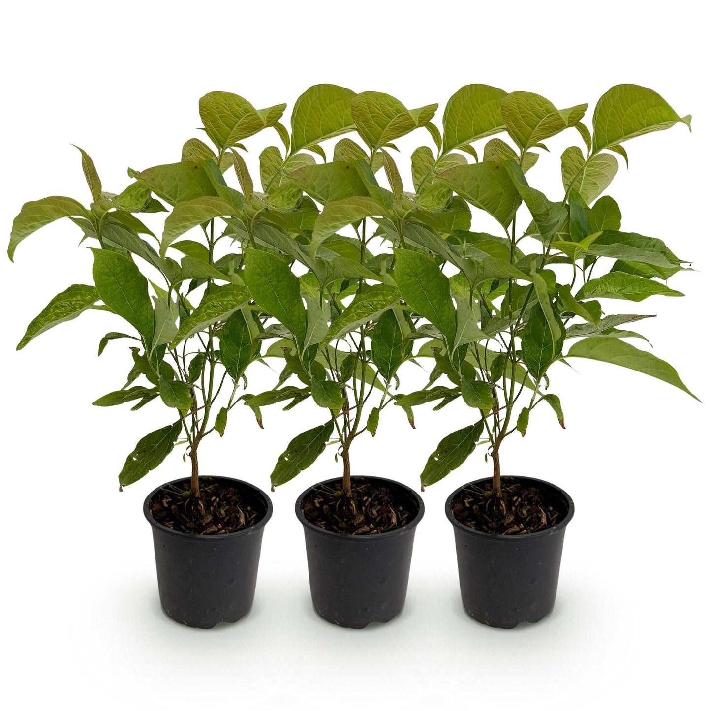 Green boutiQ - Tuinplant - Cornus mas - Bloem Geel - 3 Planten - Bladverliezend - Weinig Onderhoud - Pot 12cm Hoogte 35cm