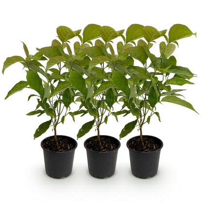 Green boutiQ - Tuinplant - Cornus mas - Bloem Geel - 3 Planten - Bladverliezend - Weinig Onderhoud - Pot 12cm Hoogte 35cm