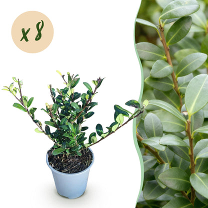 Green boutiQ - Haagplanten - Ilex crenata Caroline Upright - Blad Groen - 8 Planten - 1 Strekkende Meter - Groenblijvend - Pot 9cm Hoogte 25-30cm