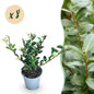 Green boutiQ - Haagplanten - Ilex crenata Caroline Upright - Blad Groen - 8 Planten - 1 Strekkende Meter - Groenblijvend - Pot 9cm Hoogte 25-30cm