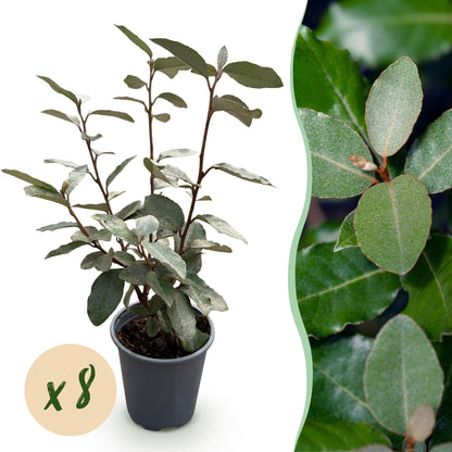Green boutiQ - Haagplanten - Eleagnus ebbingei Compacta - Blad Grijs - 8 Planten - 1 Strekkende Meter - Groenblijvend - Pot 9cm Hoogte 30-35cm