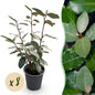 Green boutiQ - Haagplanten - Eleagnus ebbingei Compacta - Blad Grijs - 8 Planten - 1 Strekkende Meter - Groenblijvend - Pot 9cm Hoogte 30-35cm