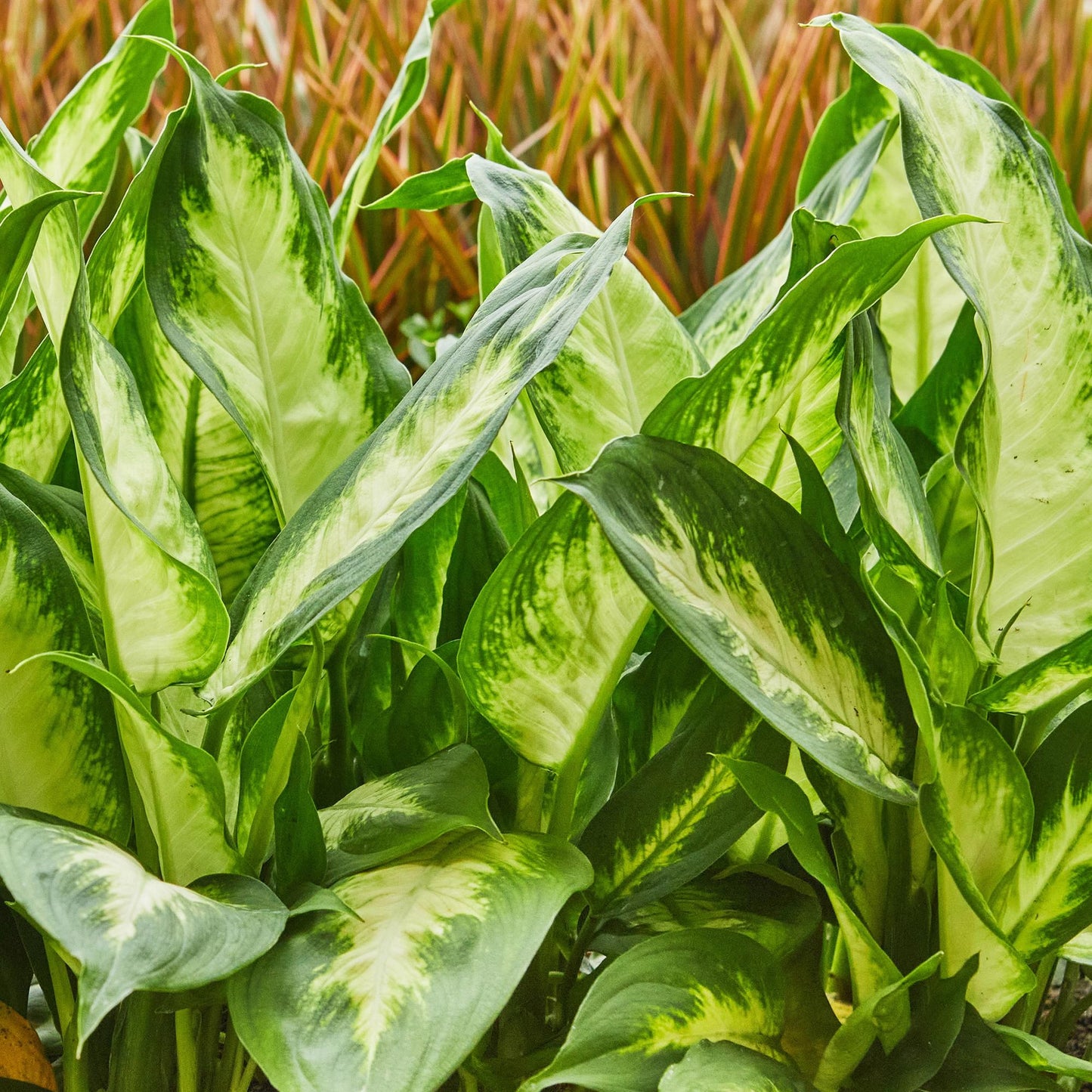 Green BoutiQ - Green is... Kamerplanten - Diefenbachia Camilla - Dieffenbachia - Weinig onderhoud - met mand - Groen - 2 Planten - Pot 17cm - Hoogte 45-50cm
