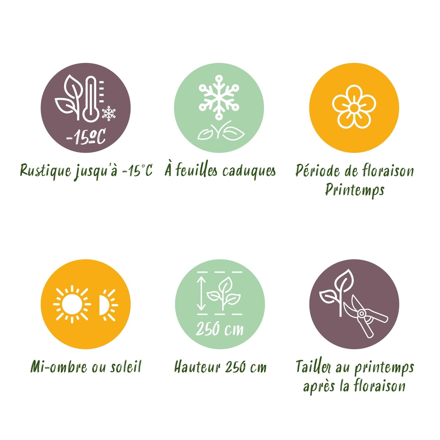 Green boutiQ - Tuinplant - Magnolia stellata - Bloem Wit - 3 Planten - Bladverliezend - Weinig Onderhoud - Pot 12cm Hoogte 30cm