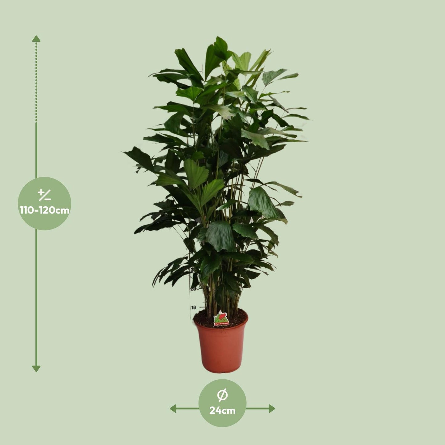 Caryota Mitis - Ø24cm - ↕120cm