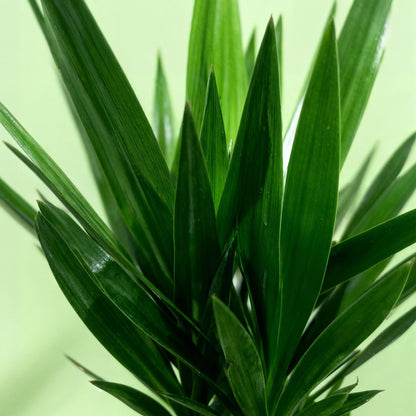 Green boutiQ - Kamerplant - Yucca elephantipes - Yucca - Weinig onderhoud - Groen - 1 - Pot 27cm - Hoogte 170cm