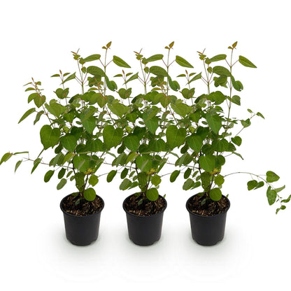 Green boutiQ - Tuinplant - Cercidiphyllum japonicum - Groen 3 Planten - Bladverliezend - Weinig Onderhoud - Pot 12cm Hoogte 35cm