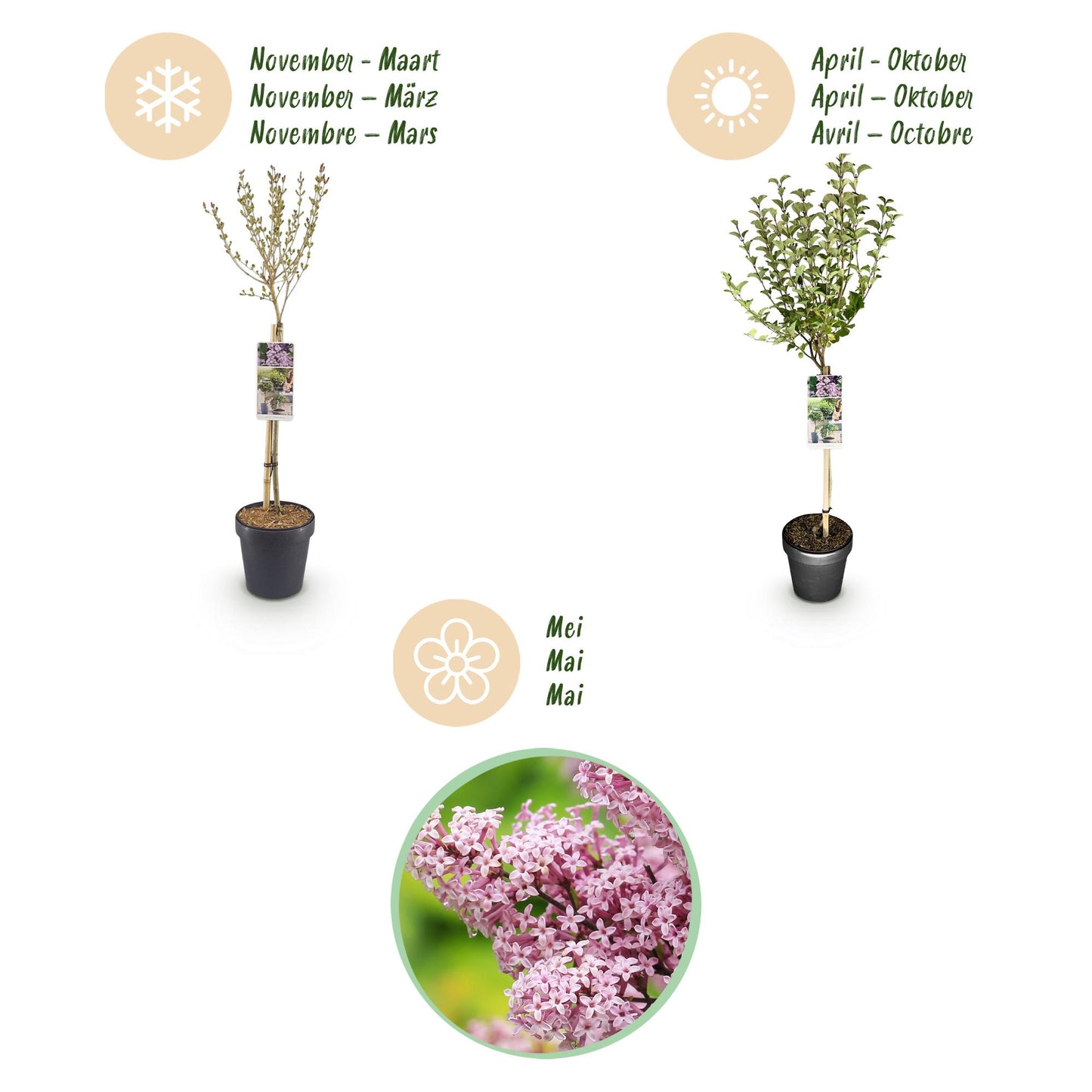Green boutiQ - Plant op Stam- Syringa meyeri Palibin - Terras Plant - Bladverliezend - Winterhard- Paarse Bloem - Pot 19cm Hoogte 90cm