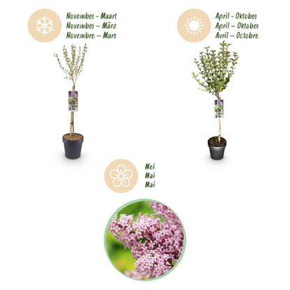 Green boutiQ - Plant op Stam- Syringa meyeri Palibin - Terras Plant - Bladverliezend - Winterhard- Paarse Bloem - Pot 19cm Hoogte 90cm