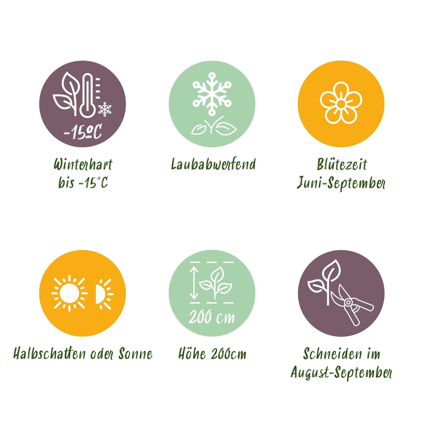 Green boutiQ - Hortensia - Hydrangea macrophylla Blauw - Bloem Blauw - 3 Planten - 1m2 - Bladverliezend - Weinig Onderhoud - Pot 17cm Hoogte 30cm