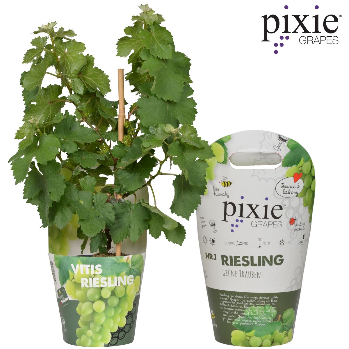 Vitis Pixie Riesling - Witte wijndruif - Ø14cm - ↕30cm - Ø14 - ↨30cm
