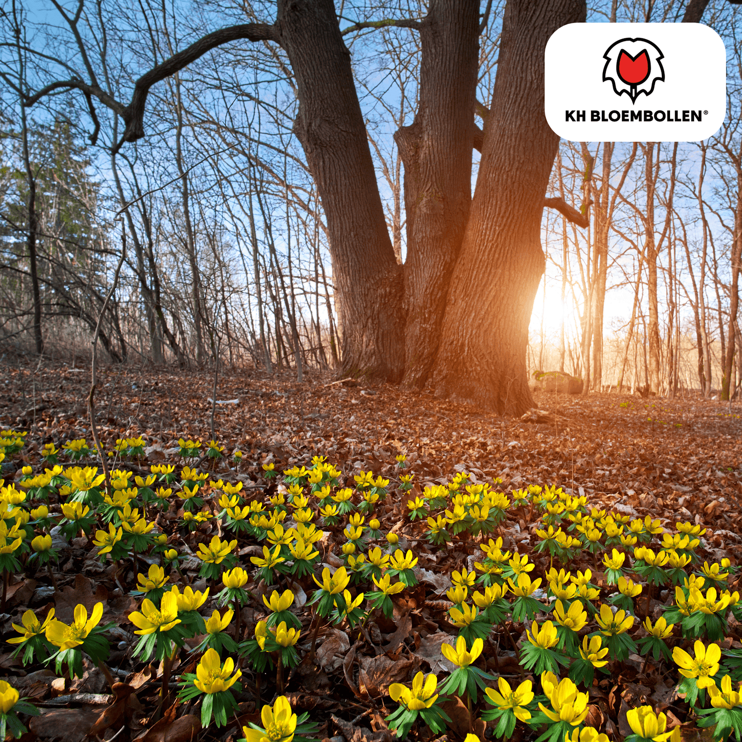 Akonieten bollen 30 stuks