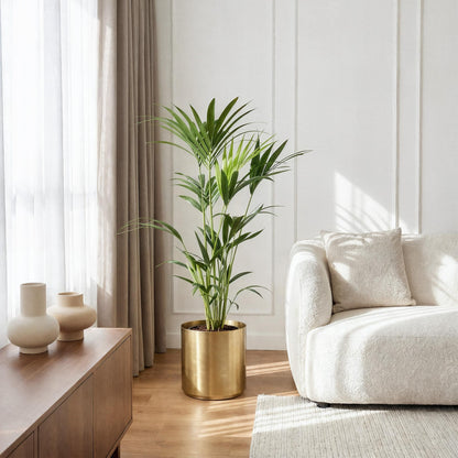 Green boutiQ - Kamerplant - Howea Forsteriana - Kentia Palm - Weinig Onderhoud - Groen - 2 planten - Pot 21cm - Hoogte 120-130cm