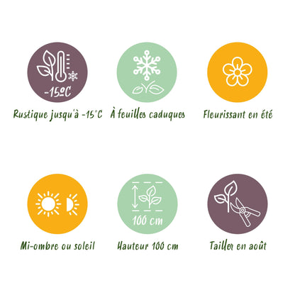 Green boutiQ - Terrasplant - Hortensia - Hydrangea Magical Teusday & Saphire - Rood - 6-10 Bloemen - Pot 23cm Hoogte 55cm