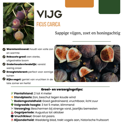 "Zoete oogst trio" BIO Fruitplanten mix set van 3 verschillende soorten