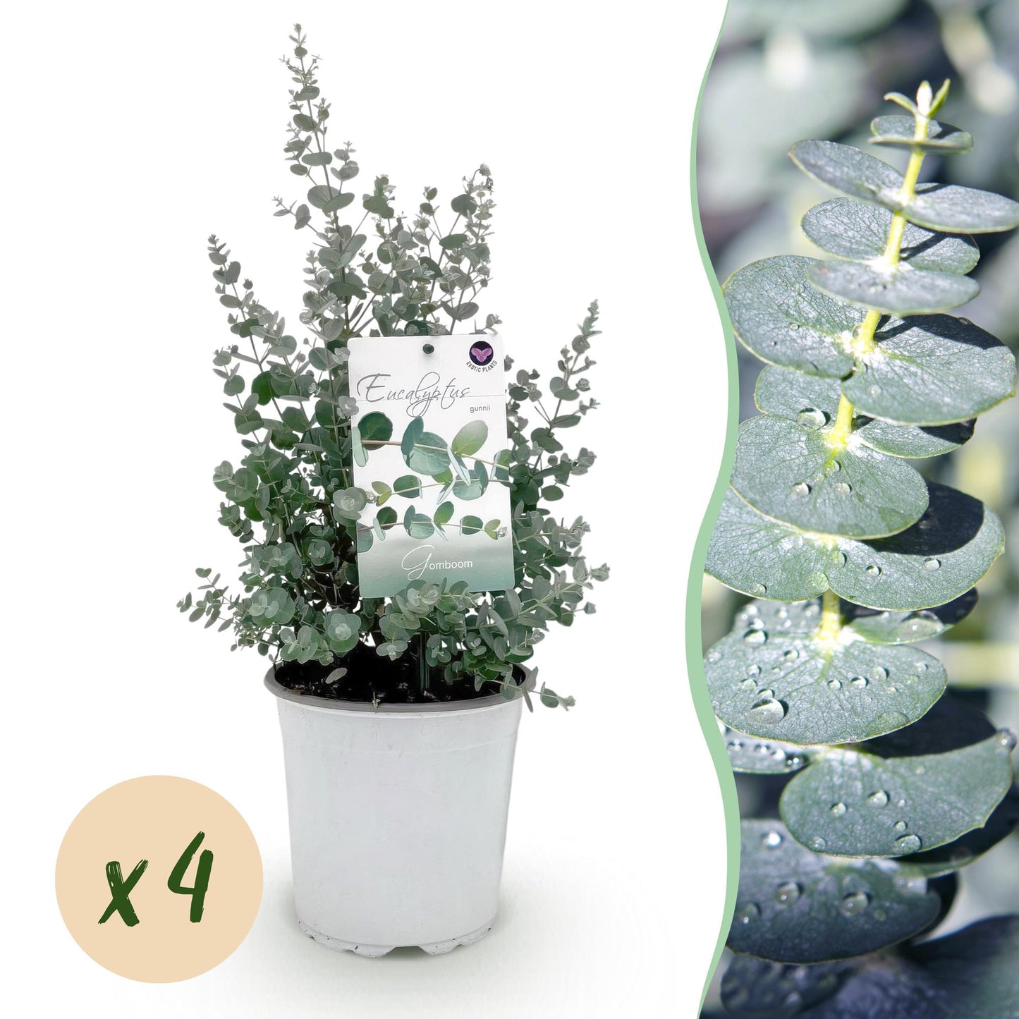 Green boutiQ - Terrasplant - Eucalyptus boom - Eucalyptus gunni  - Grijs - 4 Planten - Winterhard - Pot 17cm Hoogte 40cm