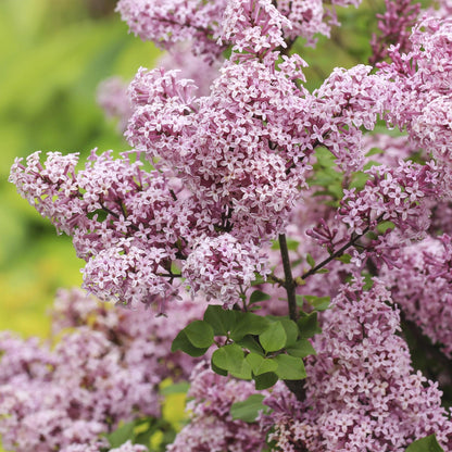 Green boutiQ - Plant op Stam- Syringa meyeri Palibin - Terras Plant - Bladverliezend - Winterhard- Paarse Bloem - Pot 19cm Hoogte 90cm