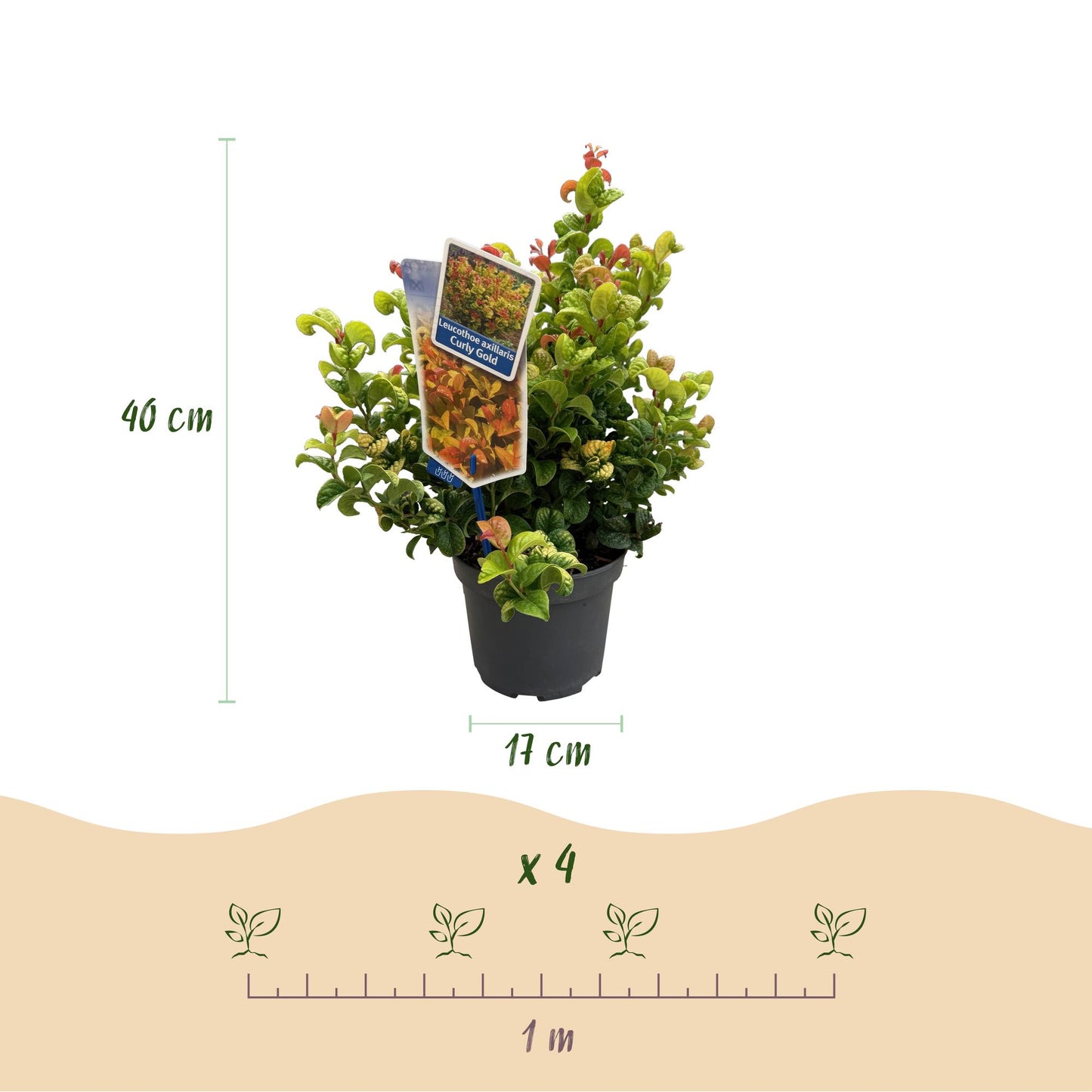 Green boutiQ - Tuinplant - Leucothoe Curly Gold - Geel - 2 Planten - Groenblijvend - Weinig Onderhoud - Pot 17cm Hoogte 40cm